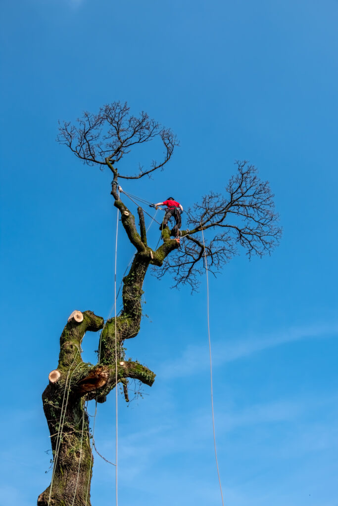 Baumpflege Herne