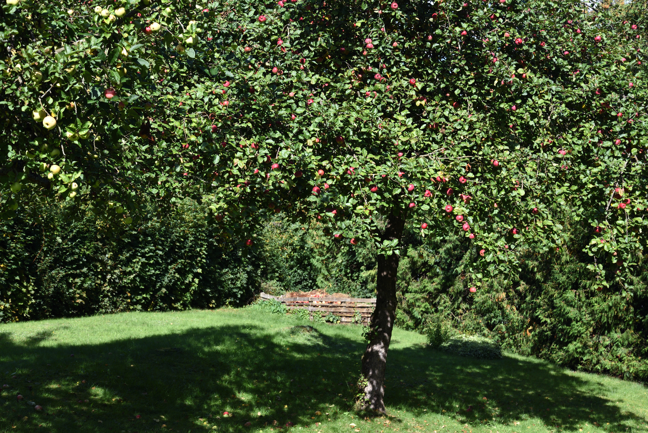 Apfelbaum schneiden Obstbaumschnitt Baumpflege Herne